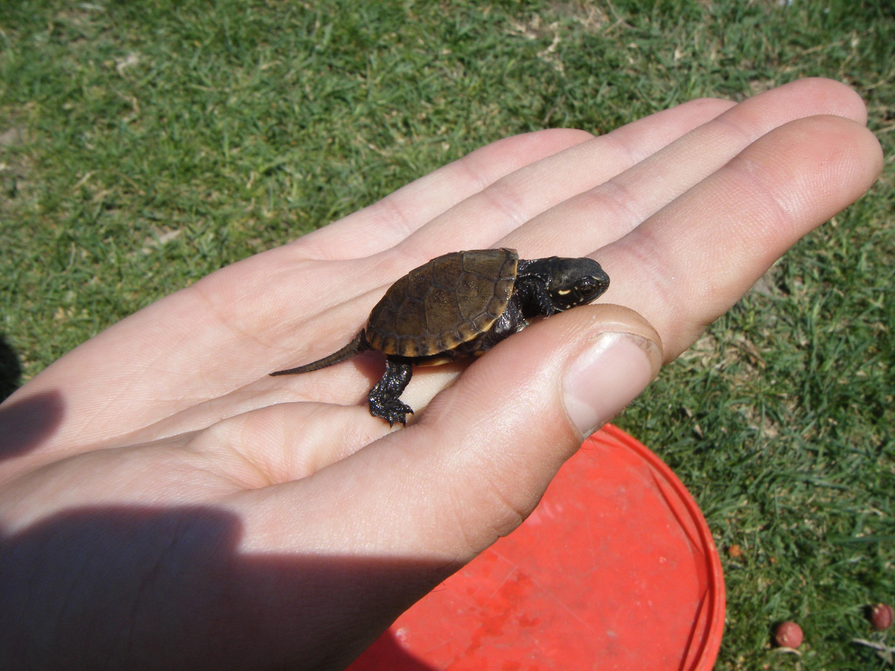 Chiroiu 4  - DSCF1128.JPG